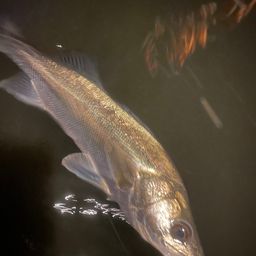 フッコ（マルスズキ）