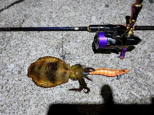 アオリイカの釣果