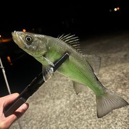 セイゴ（マルスズキ）