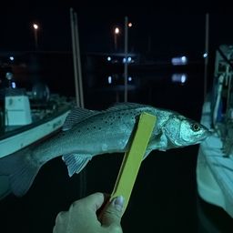 セイゴ（タイリクスズキ）