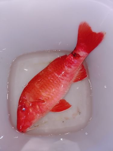 オキナヒメジの釣果