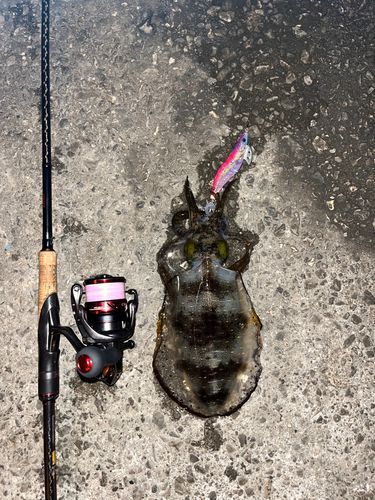 アオリイカの釣果