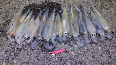 ヤリイカの釣果