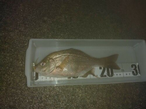 ウミタナゴの釣果