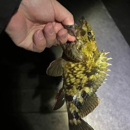 セイゴ（マルスズキ）