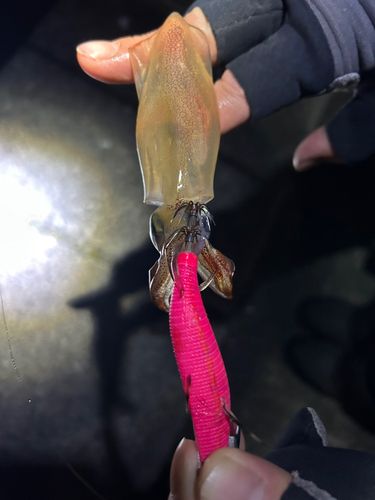 イカの釣果