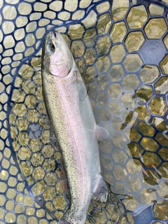 トラウトの釣果