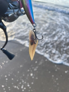 シタビラメの釣果