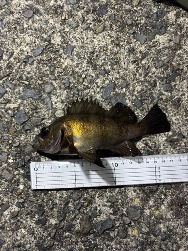 キンメバルの釣果