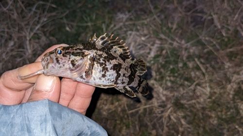 タケノコメバルの釣果