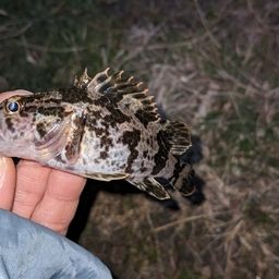 タケノコメバル