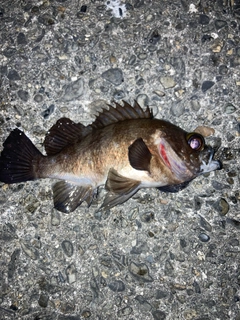 シロメバルの釣果