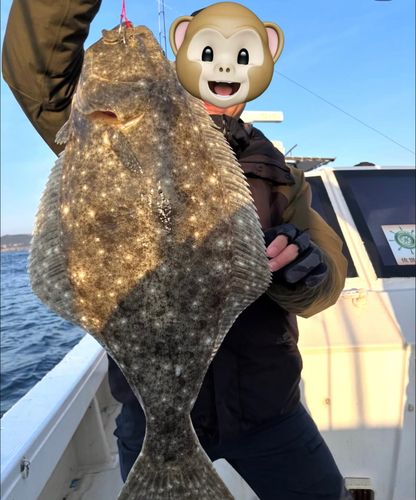 ヒラメの釣果