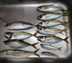 マアジの釣果
