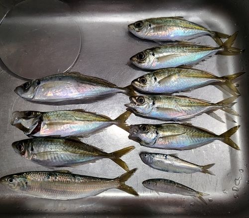 マアジの釣果