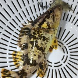 タケノコメバル