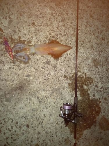 ケンサキイカの釣果