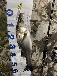 シーバスの釣果