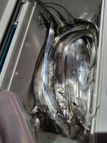 タチウオの釣果