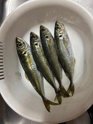 アジの釣果