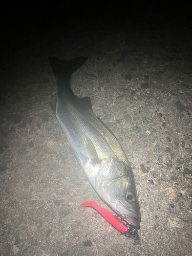 セイゴ（マルスズキ）の釣果