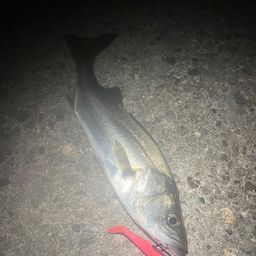 セイゴ（マルスズキ）