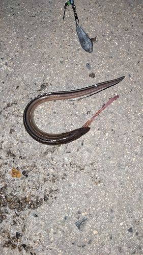 マアナゴの釣果