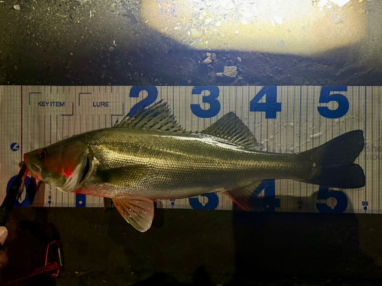 フッコ（マルスズキ）