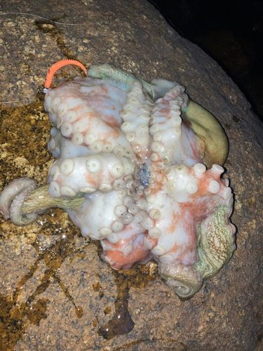 阿賀マリノポリス