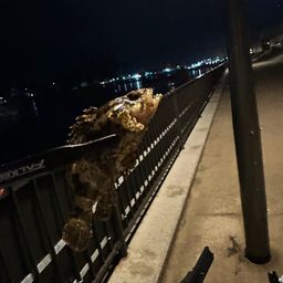 タケノコメバル