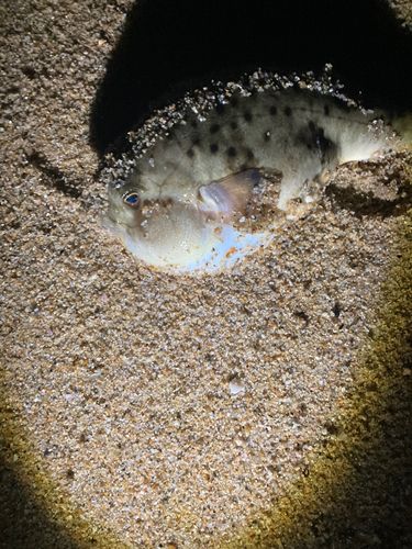 ヒガンフグの釣果