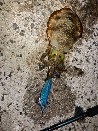 アオリイカの釣果