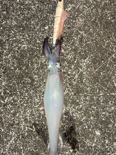 ヤリイカの釣果