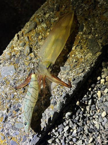 内浦湾（沼津）