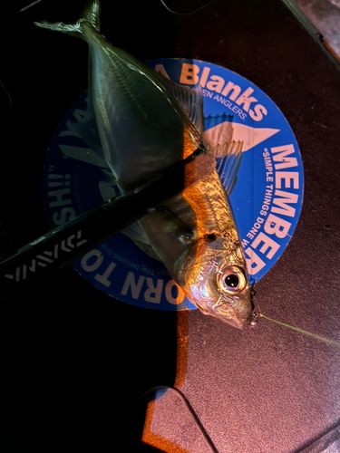 東京湾（アクアライン〜富津）