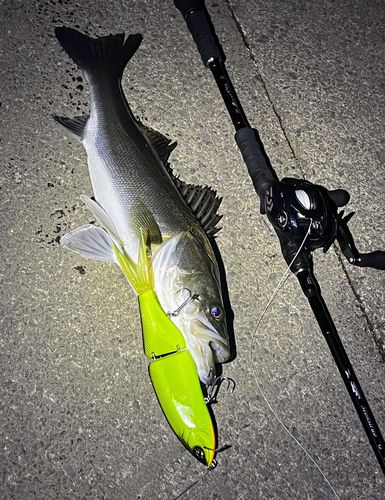 シーバスの釣果