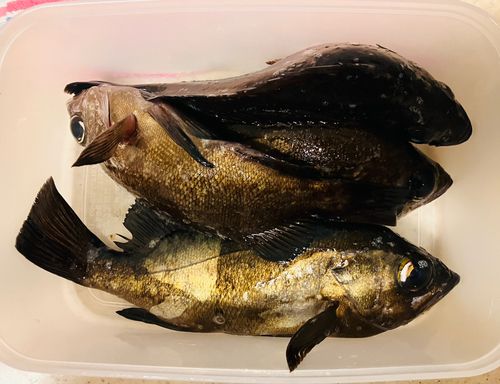 メバルの釣果