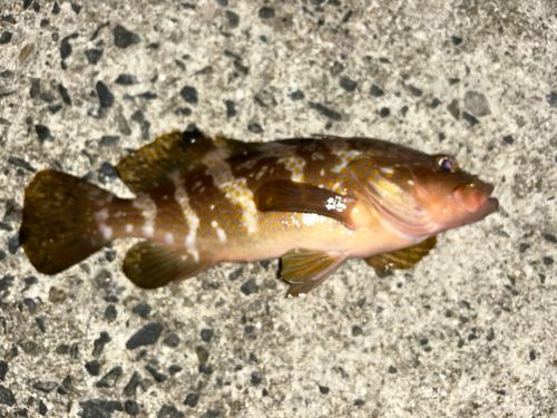 キジハタの釣果