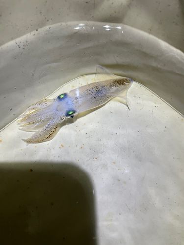 三陸海岸（青森）