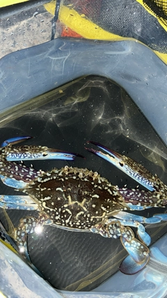 ワタリガニの釣果