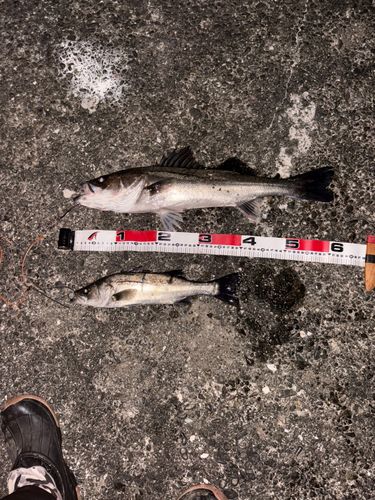 シーバスの釣果