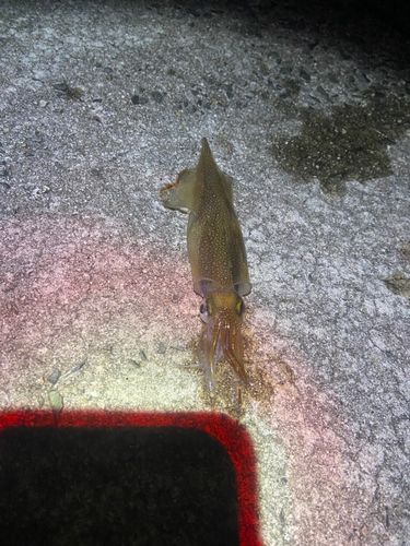 ヤリイカの釣果
