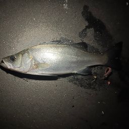 セイゴ（ヒラスズキ）