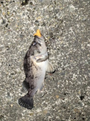 クロソイの釣果