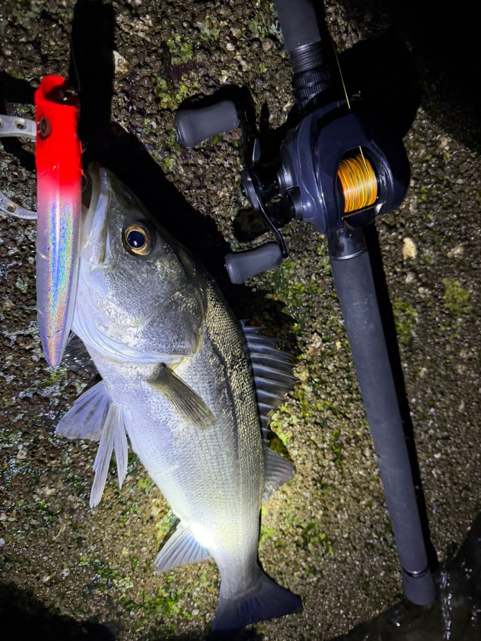 GCRAFT セブンセンスTR モス MB-1102-TRの最安値・インプレ・釣果