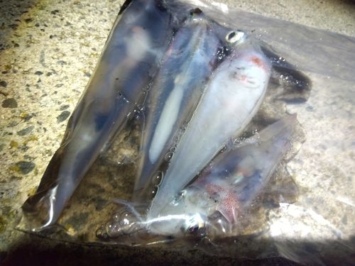 ヤリイカの釣果