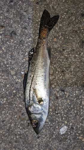 セイゴ（タイリクスズキ）の釣果