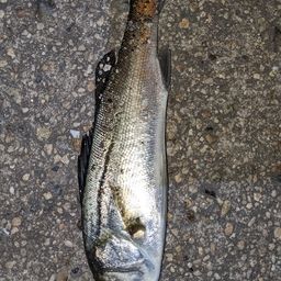 セイゴ（タイリクスズキ）