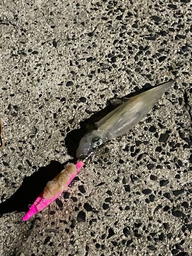 ヤリイカの釣果