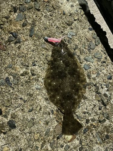 ヒラメの釣果